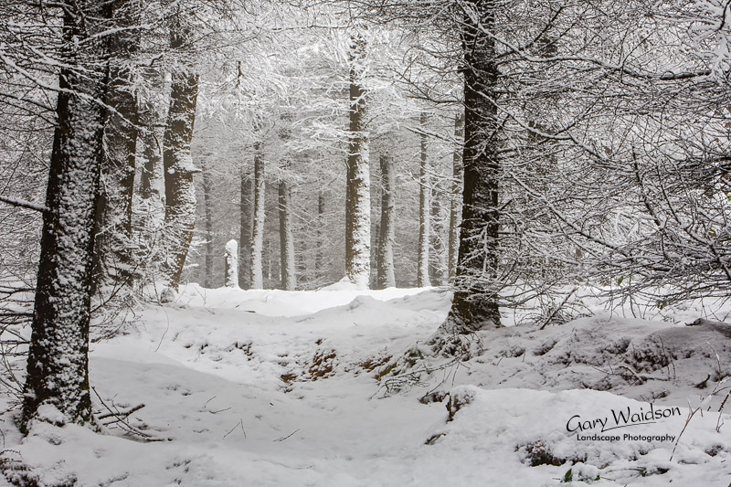 Brushes Wood Snow. Waylandscape. Fine Art Landscape Photography by Gary Waidson