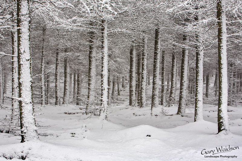Brushes Wood Snow. Waylandscape. Fine Art Landscape Photography by Gary Waidson
