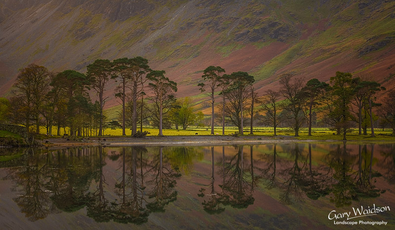Buttermere Pines, Cumbria. Landscape photography by Gary Waidson.