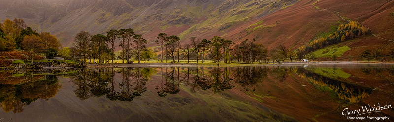 Buttermere Pines. Cumbria. Landscape photography by Gary Waidson.