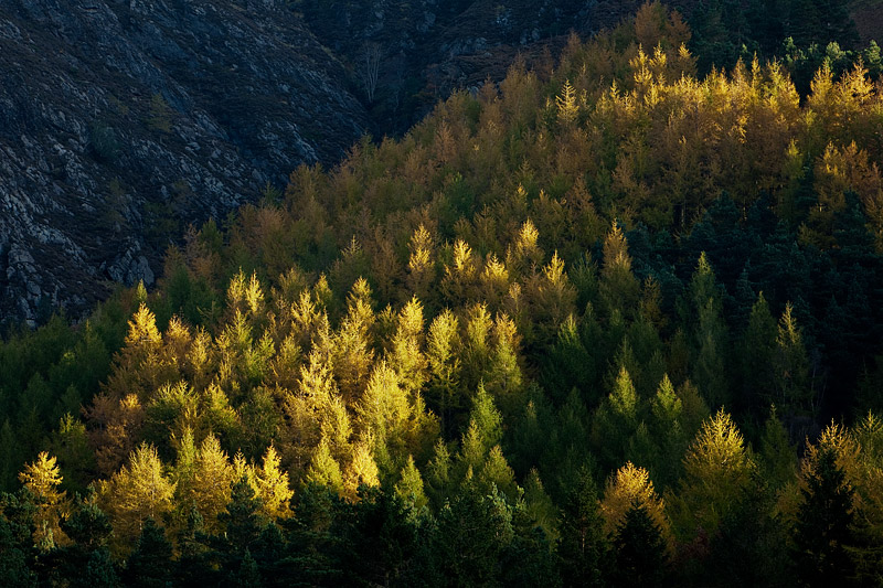 Buttermere Treetops. Fine Art Landscape Photography by Gary Waidson