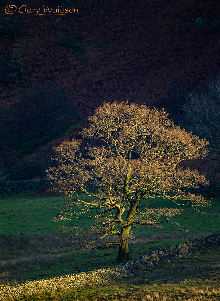 Lone Tree at Blea Tarn - Fine Art Landscape Photography by Gary Waidson