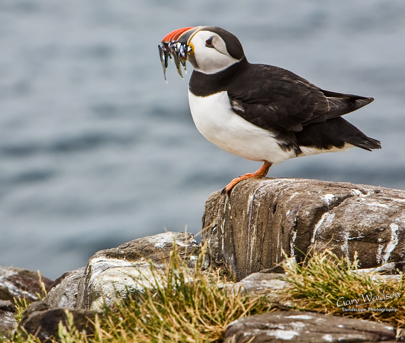 Puffin with more Sandeels. Waylandscape. Fine Art Landscape Photography by Gary Waidson