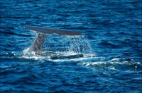 Whale Safari