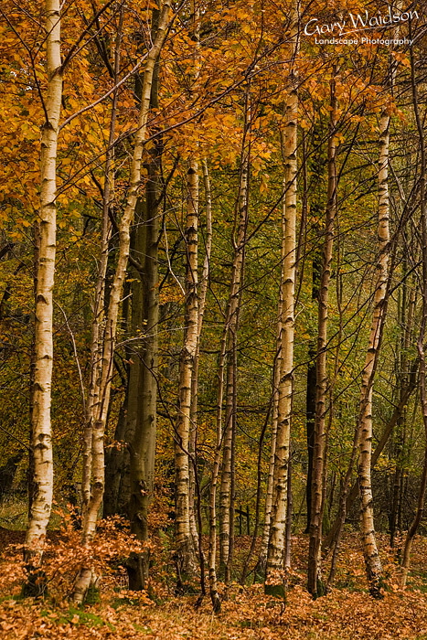 Birch trees. Landscape photography by Gary Waidson. Birch trees. Landscape photography by Gary Waidson.