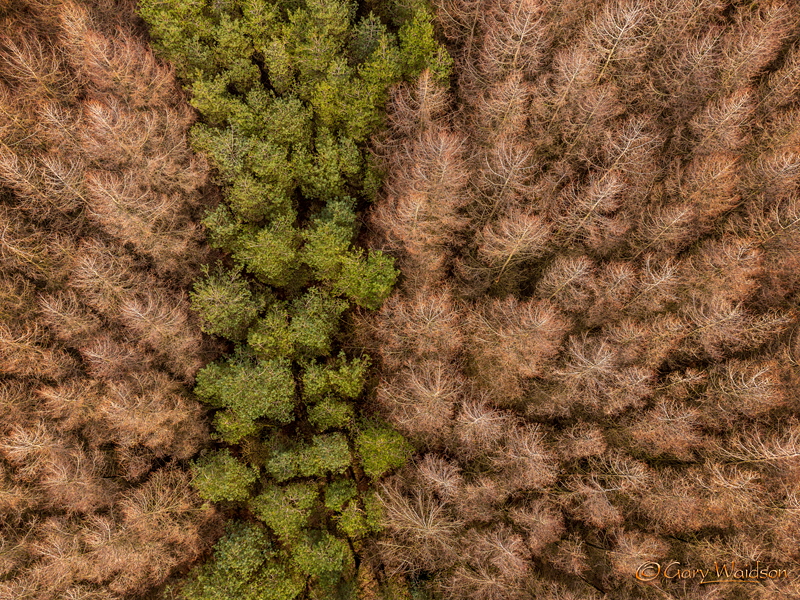 Black Hey Plantation - Fine Art Landscape Photography by Gary Waidson