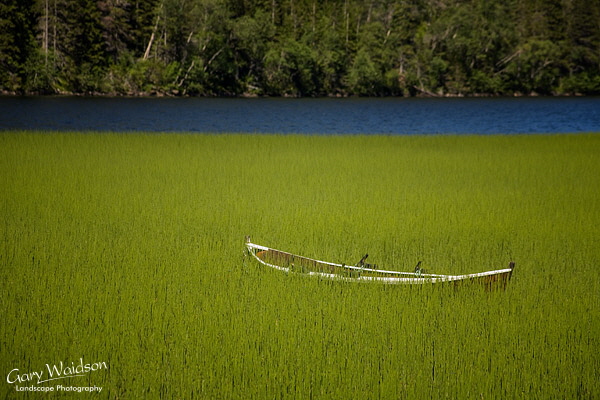 Boat in reeds. Norway. Fine Art Landscape Photography by Gary Waidson Boat in reeds. Norway. Fine Art Landscape Photography by Gary Waidson