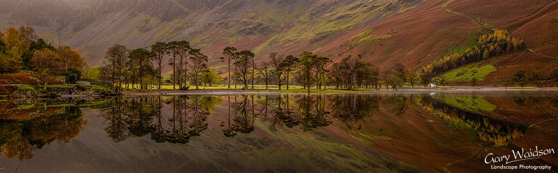 Buttermere Pines. Cumbria. Landscape photography by Gary Waidson. Buttermere Pines. Cumbria. Landscape photography by Gary Waidson.