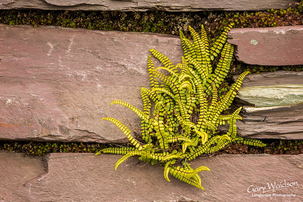 Dinorwig-Fern Dinorwig-Fern