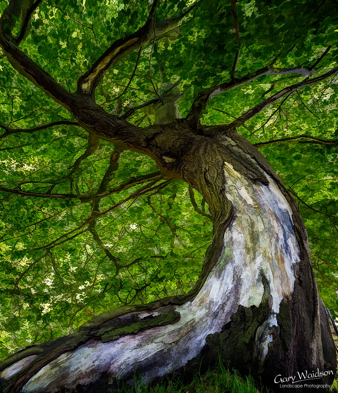 Dunham Tree Artwork. Fine Art Landscape Photography by Gary Waidson Dunham Tree Artwork. Fine Art Landscape Photography by Gary Waidson