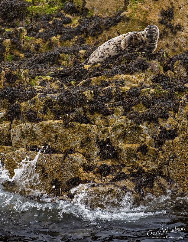 Grey Seal. Waylandscape. Fine Art Landscape Photography by Gary Waidson Grey Seal. Waylandscape. Fine Art Landscape Photography by Gary Waidson