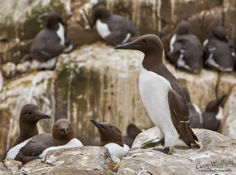 Guillemot. Waylandscape. Fine Art Landscape Photography by Gary Waidson Guillemot. Waylandscape. Fine Art Landscape Photography by Gary Waidson