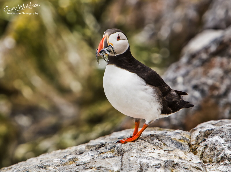Puffin with Sandeels. Waylandscape. Fine Art Landscape Photography by Gary Waidson Puffin with Sandeels. Waylandscape. Fine Art Landscape Photography by Gary Waidson