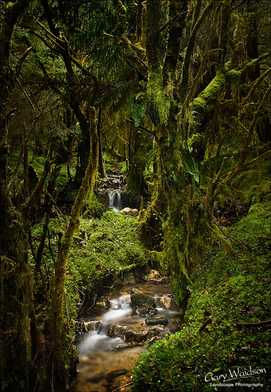 Caledonian Rain Forest. Fine Art Landscape Photography by Gary Waidson Caledonian Rain Forest. Fine Art Landscape Photography by Gary Waidson