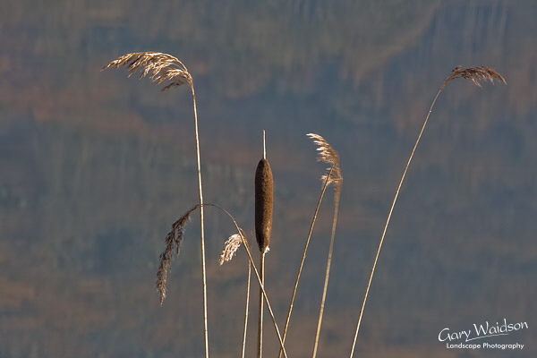 Reeds. Fine Art Landscape Photography by Gary Waidson Reeds. Fine Art Landscape Photography by Gary Waidson