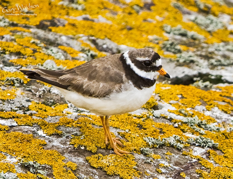 Ringed Plover. Waylandscape. Fine Art Landscape Photography by Gary Waidson Ringed Plover. Waylandscape. Fine Art Landscape Photography by Gary Waidson