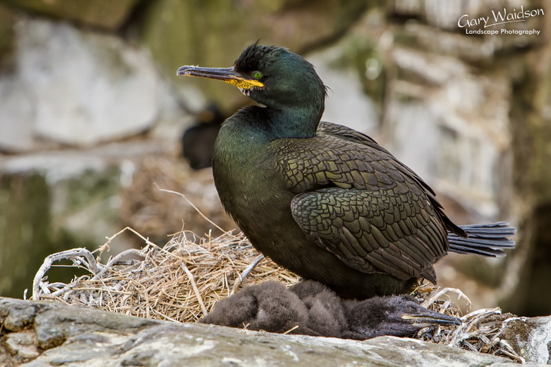 Phalacrocorax aristotelis. Waylandscape. Fine Art Landscape Photography by Gary Waidson Phalacrocorax aristotelis. Waylandscape. Fine Art Landscape Photography by Gary Waidson