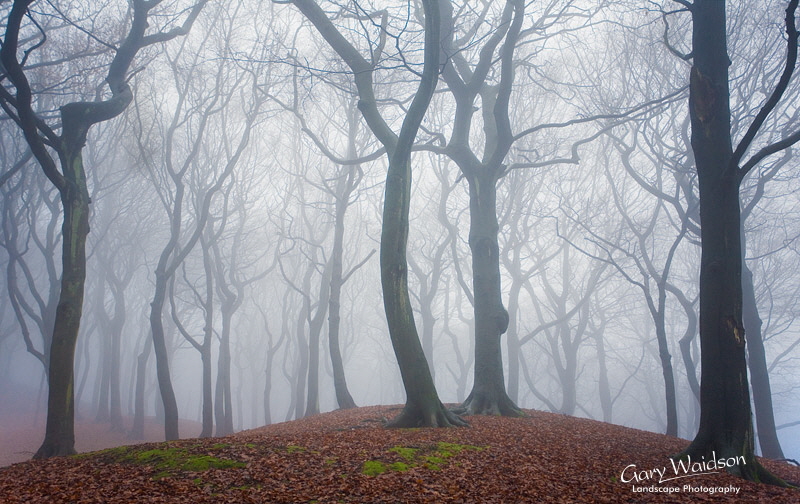 Tandlewood in mist, Lancashire. Landscape photography by Gary Waidson. Tandlewood in mist, Lancashire. Landscape photography by Gary Waidson.