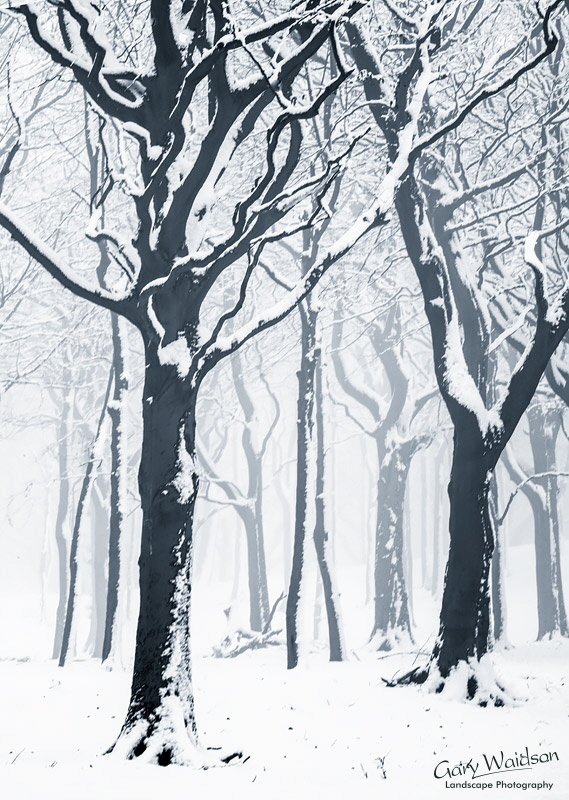 Tandlewood - Waylandscape. Fine Art Landscape Photography by Gary Waidson Tandlewood - Waylandscape. Fine Art Landscape Photography by Gary Waidson