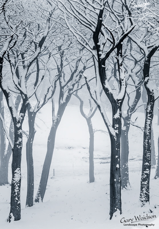 Tandlewood - Waylandscape. Fine Art Landscape Photography by Gary Waidson Tandlewood - Waylandscape. Fine Art Landscape Photography by Gary Waidson