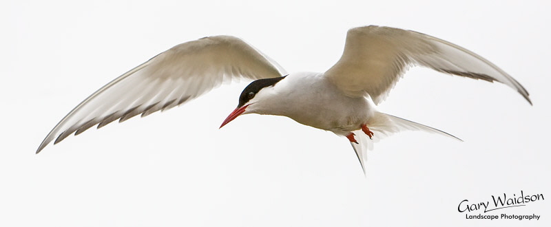 Arctic Tern. Waylandscape. Fine Art Landscape Photography by Gary Waidson Arctic Tern. Waylandscape. Fine Art Landscape Photography by Gary Waidson