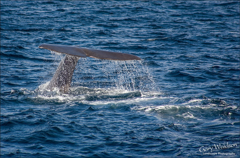 Sperm Whale diving. Fine Art Landscape Photography by Gary Waidson Sperm Whale diving. Fine Art Landscape Photography by Gary Waidson