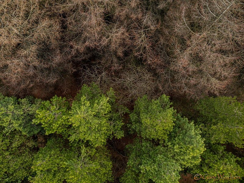 Whitesides Plantation - Fine Art Landscape Photography by Gary Waidson Whitesides Plantation - Fine Art Landscape Photography by Gary Waidson