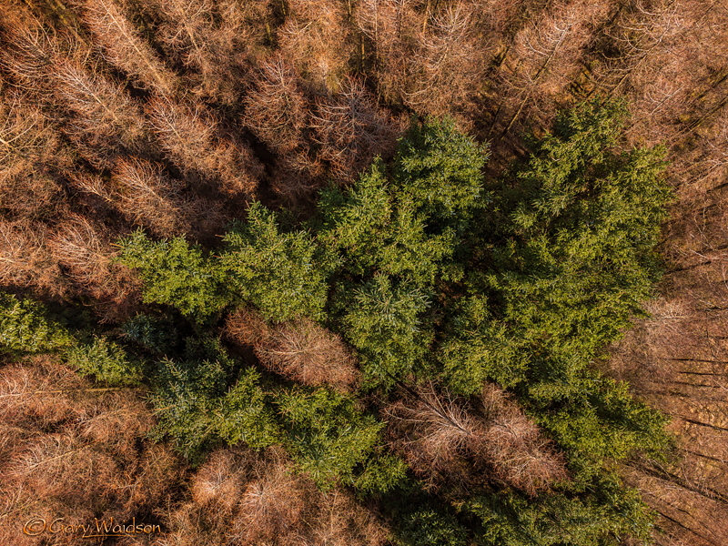 Whitesides Plantation - Fine Art Landscape Photography by Gary Waidson Whitesides Plantation - Fine Art Landscape Photography by Gary Waidson