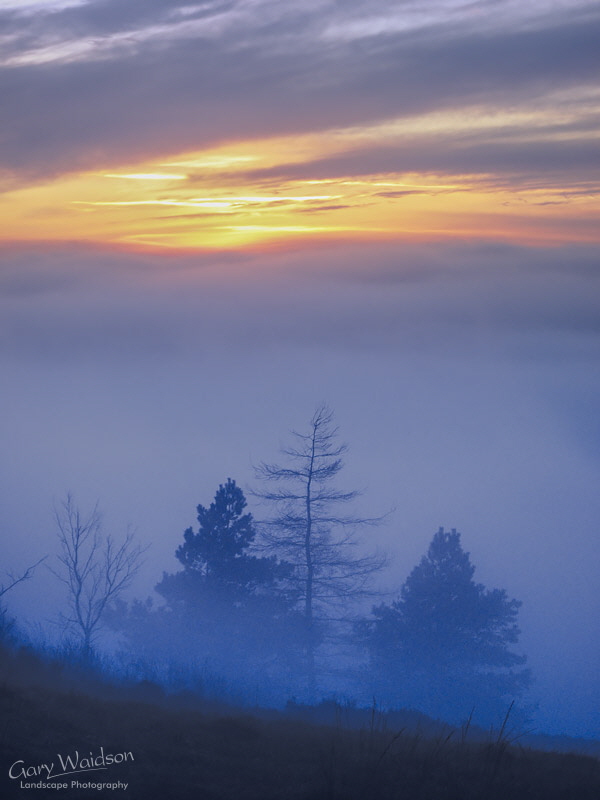 Crompton Moor trees. Waylandscape. Fine Art Landscape Photography by Gary Waidson Crompton Moor trees. Waylandscape. Fine Art Landscape Photography by Gary Waidson
