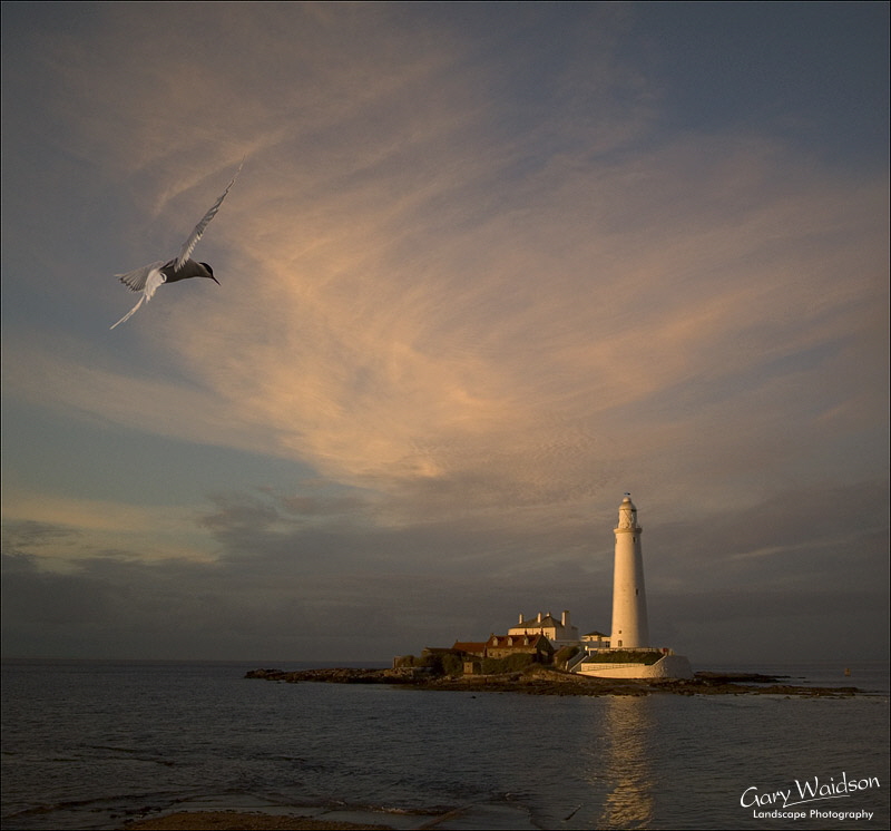 Arctic Tern over St. Mary's Lighthouse. Landscape photography by Gary Waidson. Arctic Tern over St. Mary's Lighthouse. Landscape photography by Gary Waidson.